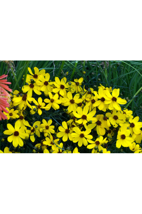 Nachyłek 'Imperial Sun' Coreopsis
