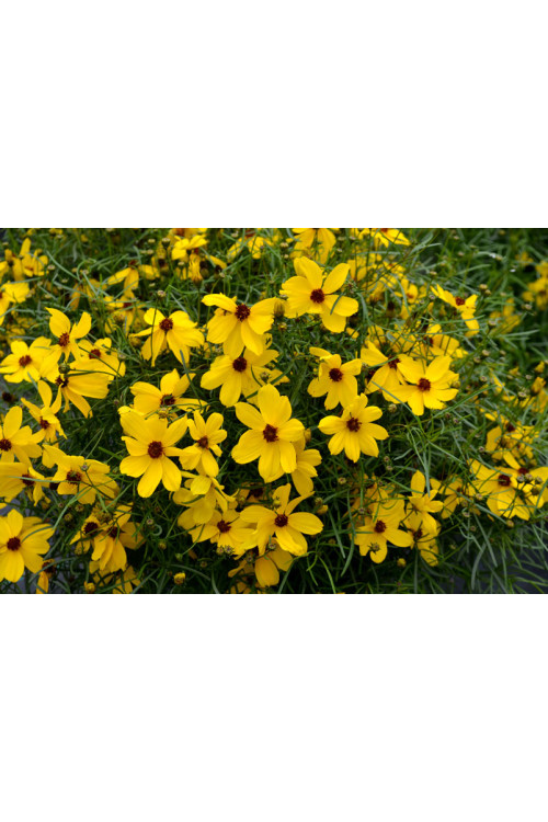 Nachyłek 'Imperial Sun' Coreopsis
