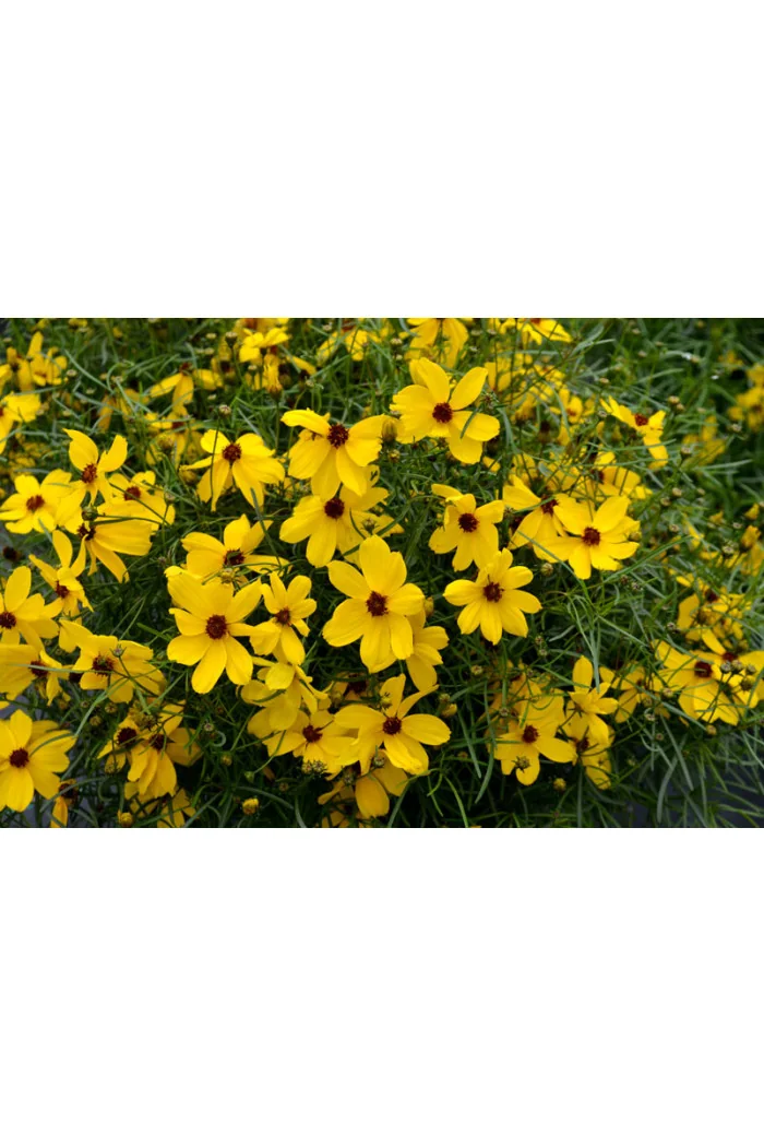 Nachyłek 'Imperial Sun' Coreopsis