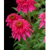 Jeżówka 'Secret Affair' Echinacea