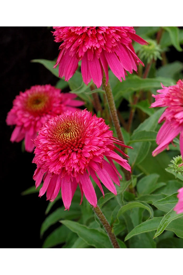Jeżówka 'Secret Affair' Echinacea