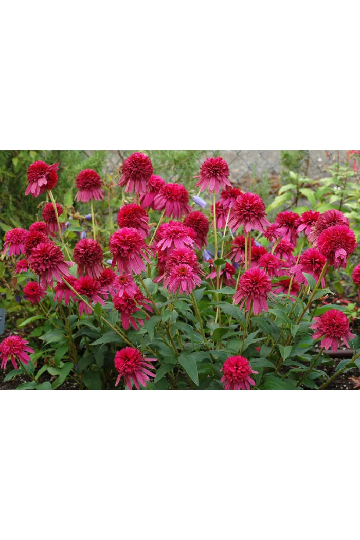 Jeżówka 'Secret Affair' Echinacea