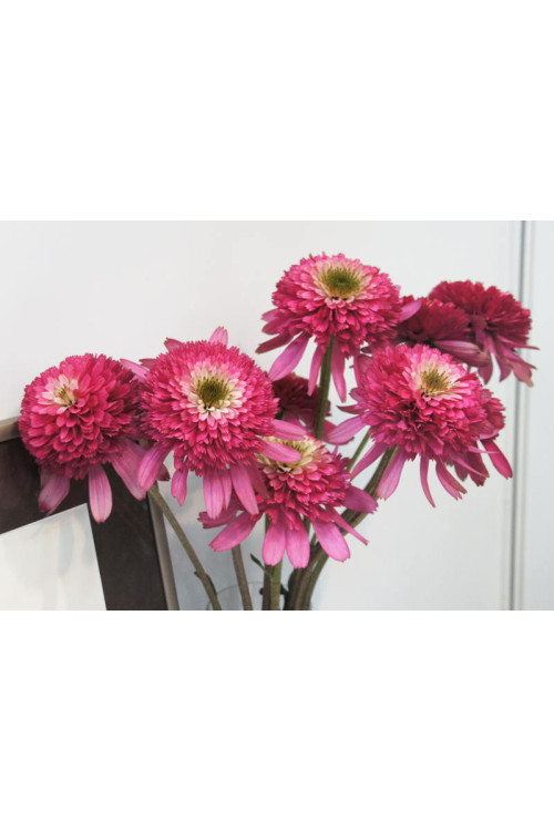 jeżówka, jeżówka Maria,echinacea, echinacea Maria