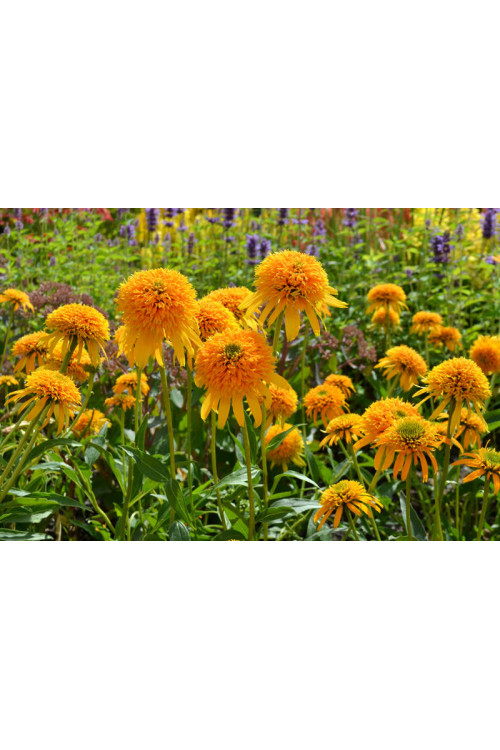 Jeżówka 'Secret Glow' | Echinacea