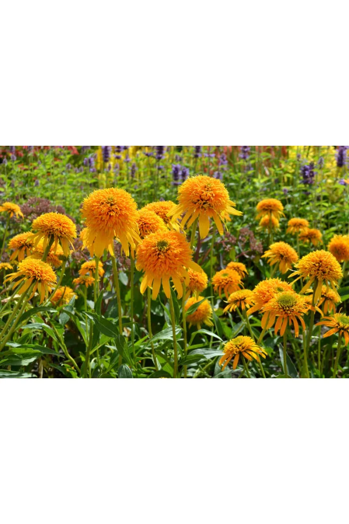 Jeżówka 'Secret Glow' | Echinacea