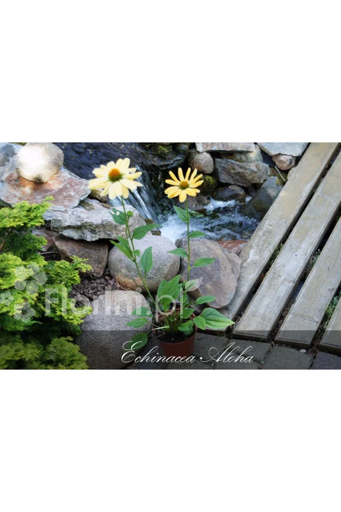 Jeżówka 'Aloha' Echinacea