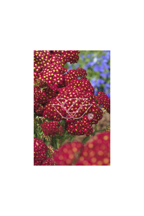 Krwawnik pospolity 'Red Velvet' | Achillea millefolium