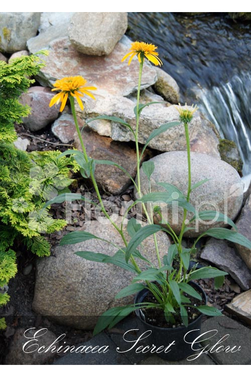 Jeżówka 'Secret Glow' | Echinacea