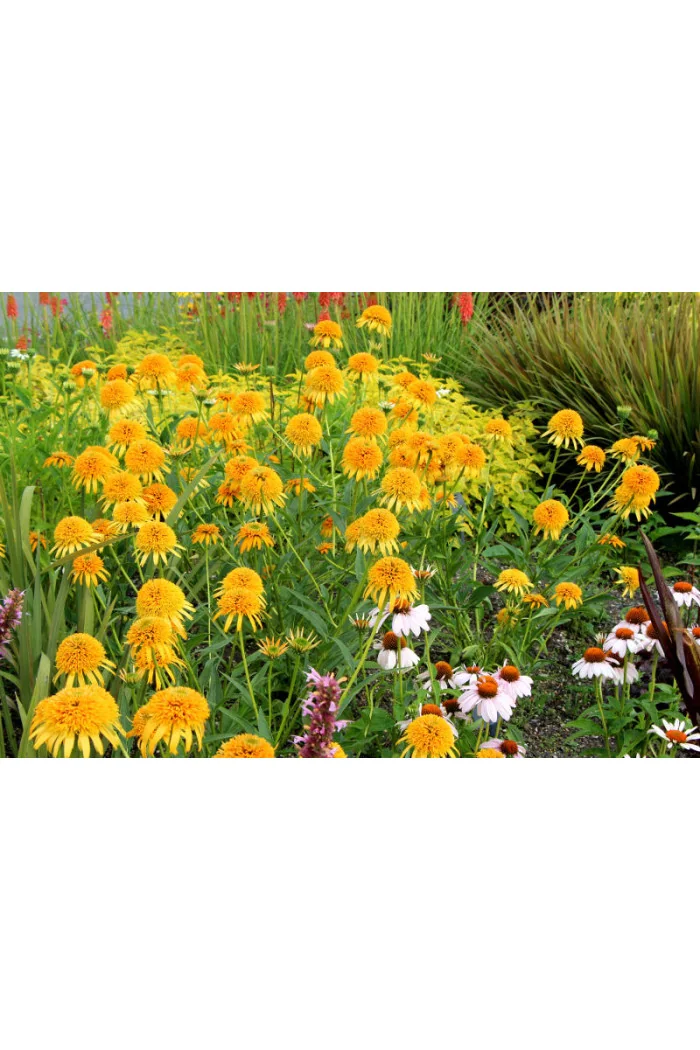 Jeżówka 'Secret Glow' | Echinacea