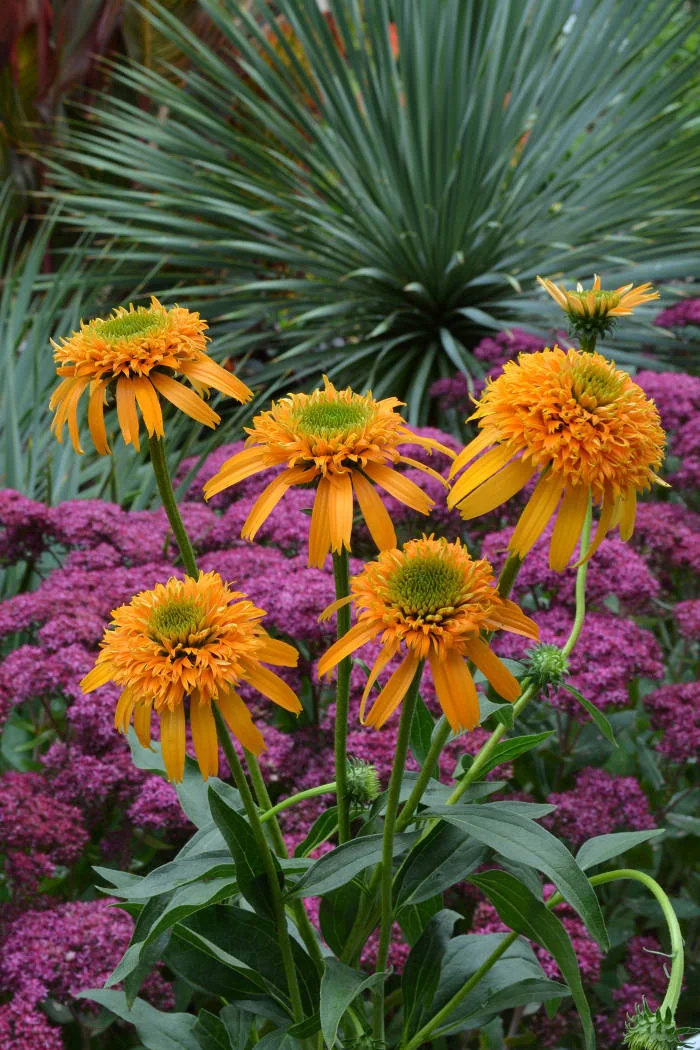 Jeżówka 'Secret Glow' | Echinacea