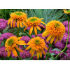Jeżówka 'Secret Glow' | Echinacea