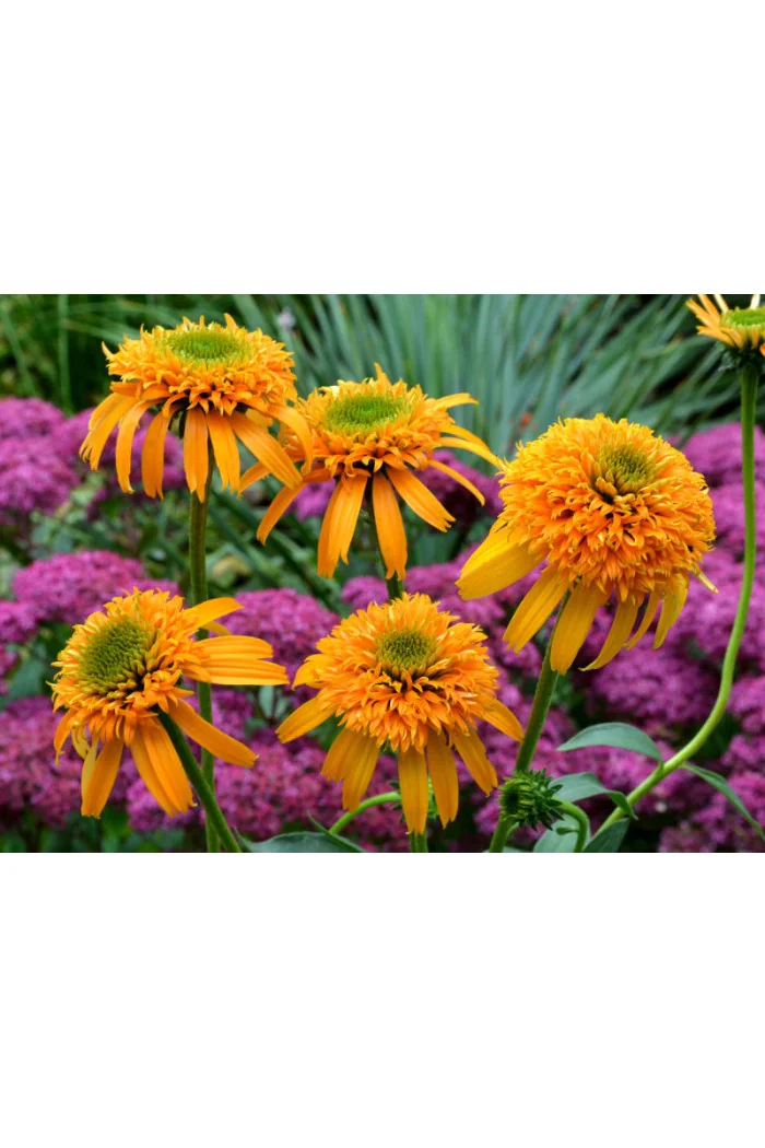 Jeżówka 'Secret Glow' | Echinacea
