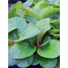 Bergenia 'Dumbo' Bergenia ciliata