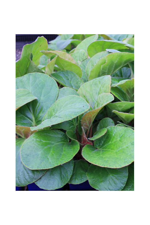 Bergenia 'Dumbo' Bergenia ciliata