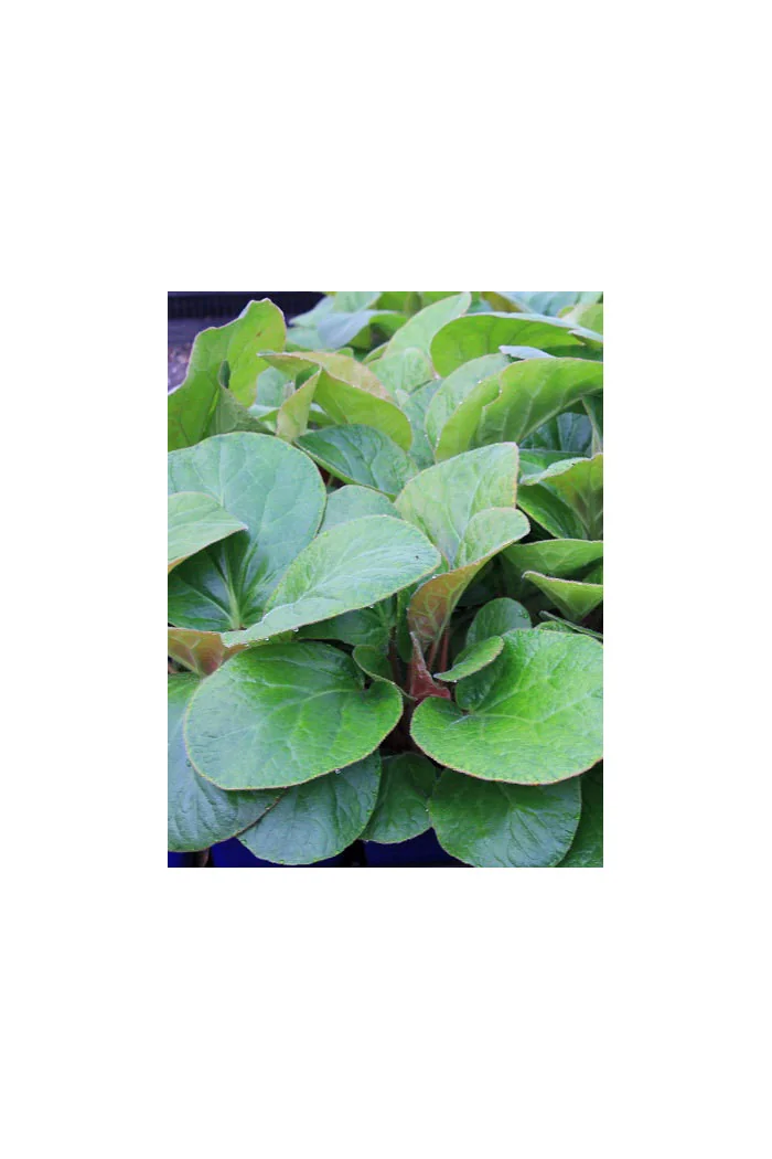 Bergenia 'Dumbo' Bergenia ciliata