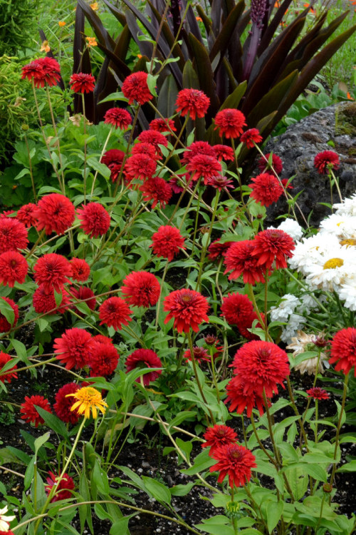 Jeżówka 'Secret Love' Echinacea