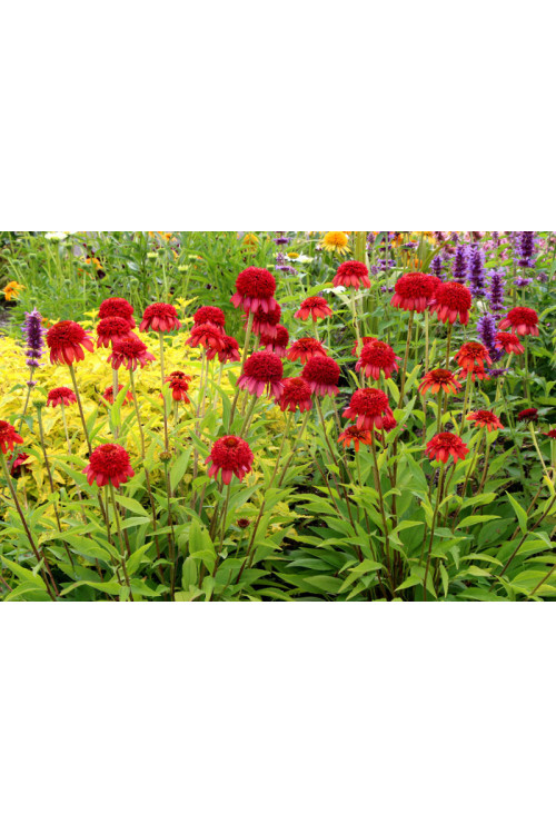 Jeżówka 'Secret Love' Echinacea