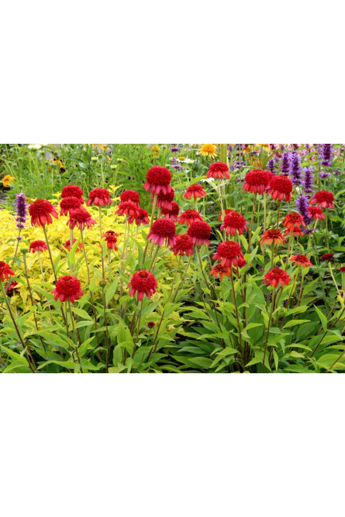 Jeżówka 'Secret Love' Echinacea