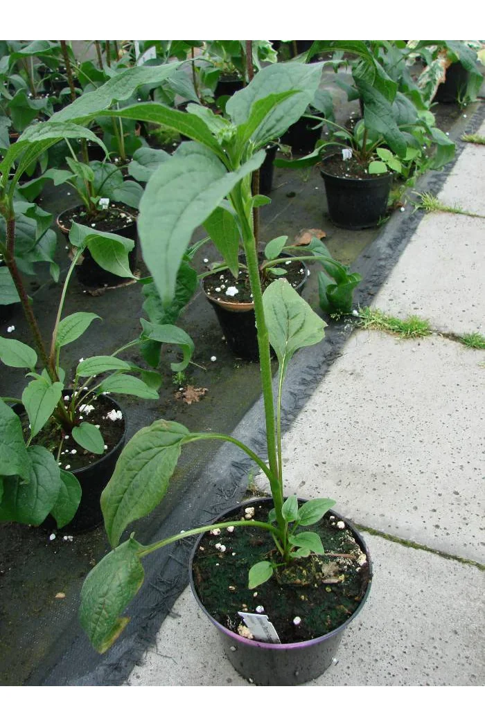 Jeżówka 'Secret Love' Echinacea