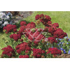 Krwawnik pospolity 'Red Velvet' | Achillea millefolium