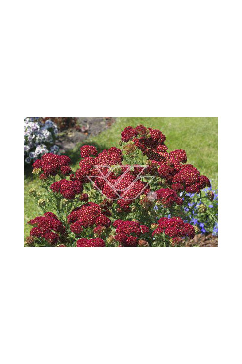 Krwawnik pospolity 'Red Velvet' | Achillea millefolium