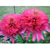 Jeżówka 'Southern Belle' Echinacea