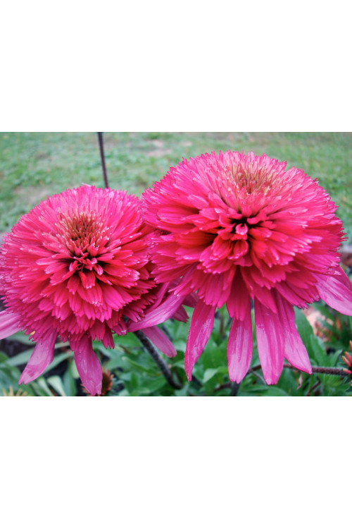 Jeżówka 'Southern Belle' Echinacea