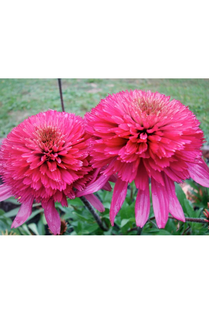 Jeżówka 'Southern Belle' Echinacea