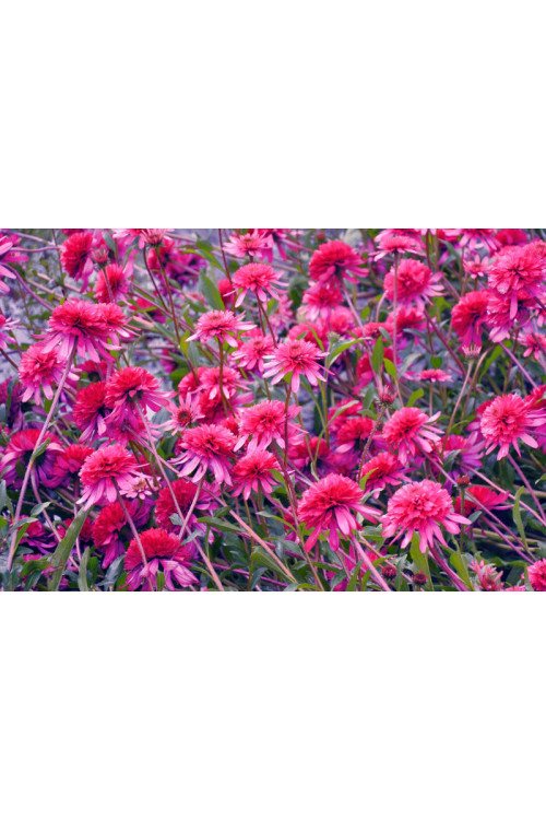 Jeżówka 'Southern Belle' Echinacea