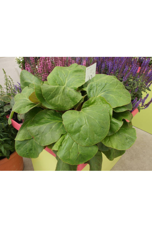 Bergenia 'Dumbo' Bergenia ciliata