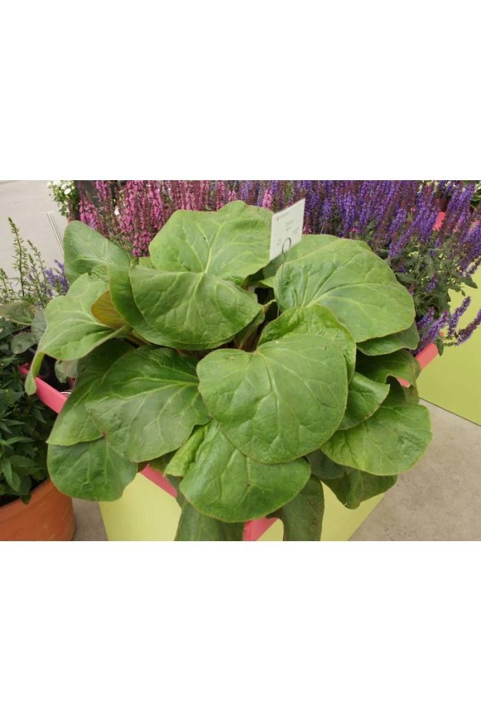 Bergenia 'Dumbo' Bergenia ciliata