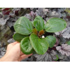 Bergenia 'Dumbo' Bergenia ciliata