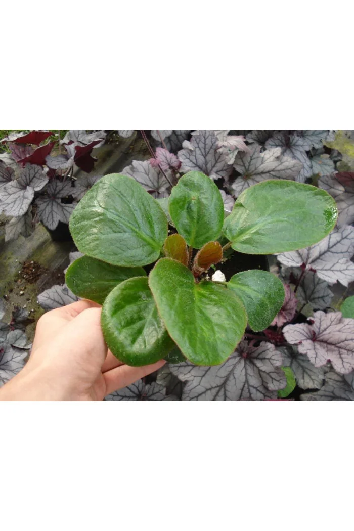 Bergenia 'Dumbo' Bergenia ciliata