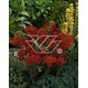 Krwawnik pospolity 'Red Velvet' | Achillea millefolium