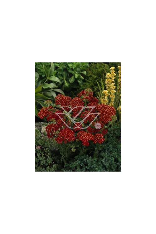 Krwawnik pospolity 'Red Velvet' | Achillea millefolium