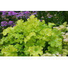 Żurawka 'Lime Ruffles' Heuchera