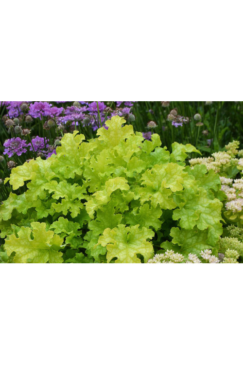 Żurawka 'Lime Ruffles' Heuchera