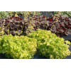 Żurawka 'Lime Ruffles' Heuchera