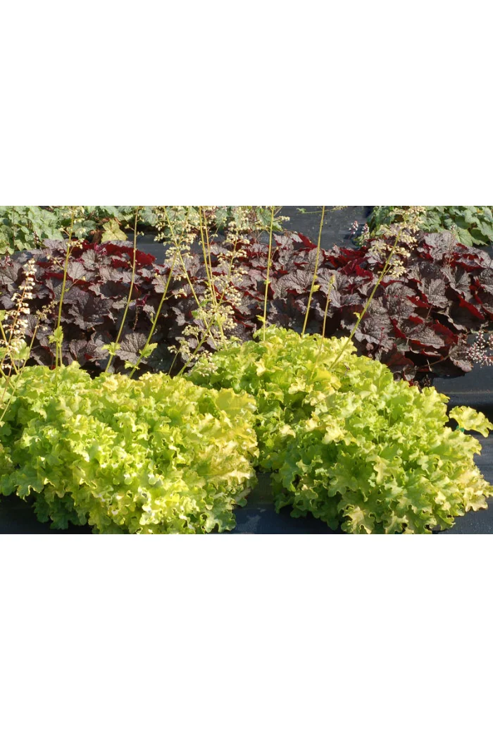 Żurawka 'Lime Ruffles' Heuchera