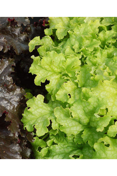 Żurawka 'Lime Ruffles' Heuchera