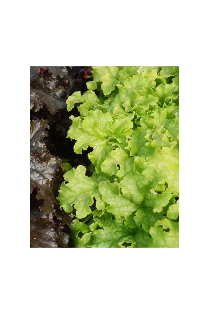 Żurawka 'Lime Ruffles' Heuchera