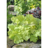 Żurawka 'Pistache' Heuchera
