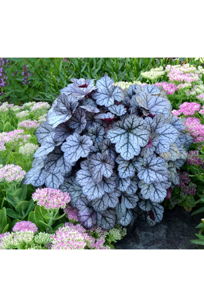 żurawka, żurawka Glitter, heuchera