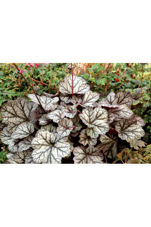 żurawka, żurawka Glitter, heuchera