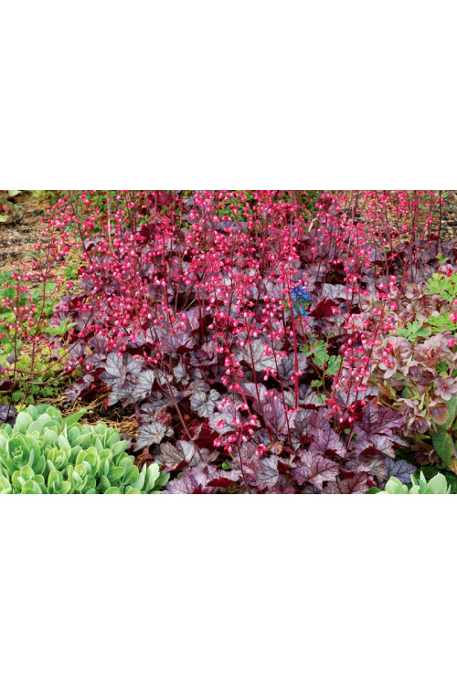 żurawka, żurawka Glitter, heuchera