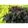 Żurawka 'Black Taffeta' | Heuchera