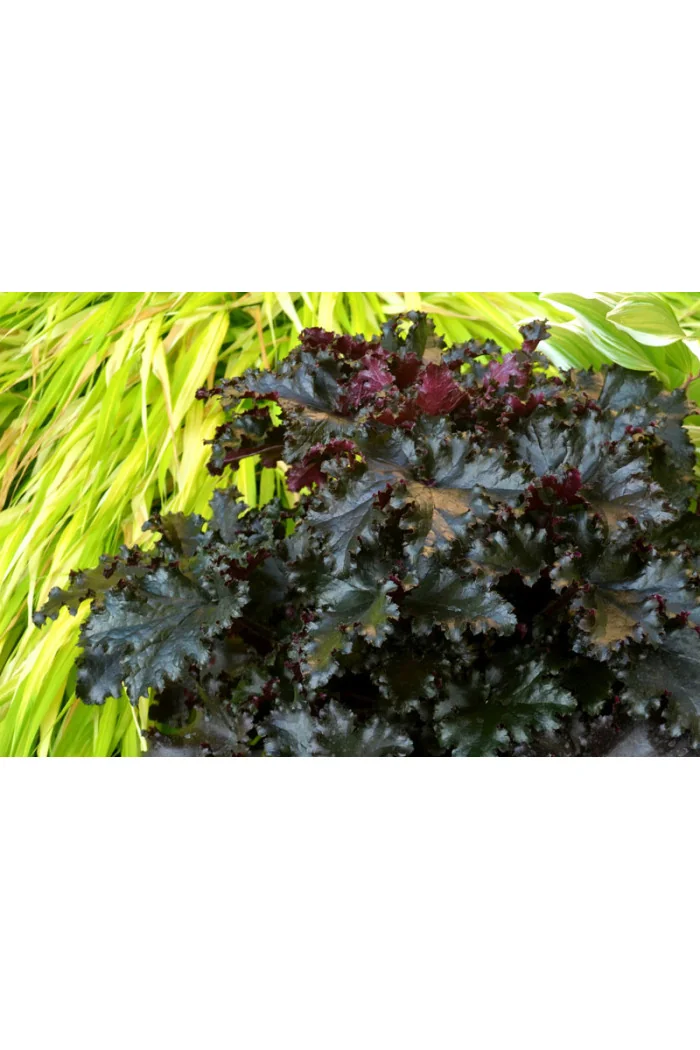 Żurawka 'Black Taffeta' | Heuchera