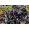 Żurawka 'Black Taffeta' | Heuchera