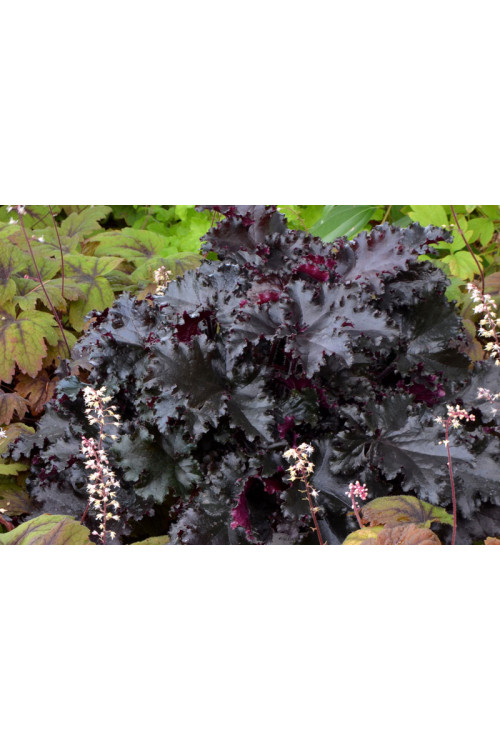 Żurawka 'Black Taffeta' | Heuchera