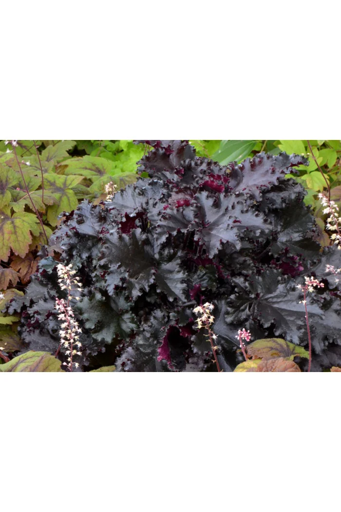Żurawka 'Black Taffeta' | Heuchera